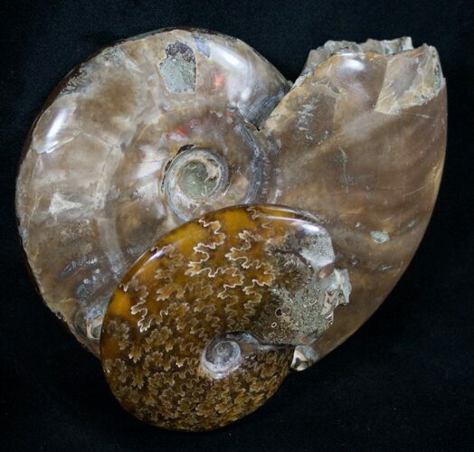 Double Cleoniceras Ammonite Specimen - #10155